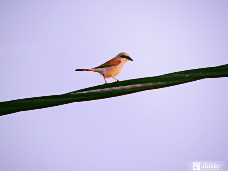 Tövisszúró gébics