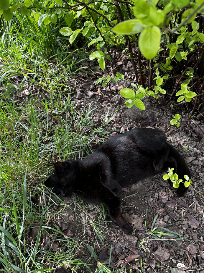 Már árnyékot ad a birsfa