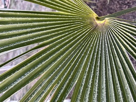 Még “elviselik” a -8•C-os hideget.