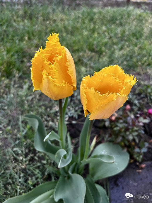 Rojtos szélű tulipánok