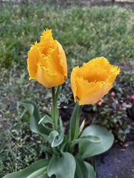 Rojtos szélű tulipánok