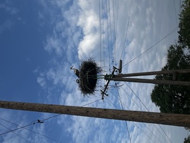 ter