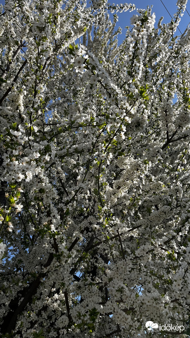 Nem lehet megunni a tavaszt! 