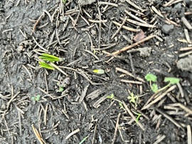 Helló krókuszok! :)