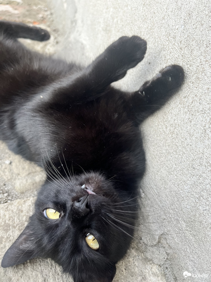 Szívja be a sötét bundám a napfényt :) 