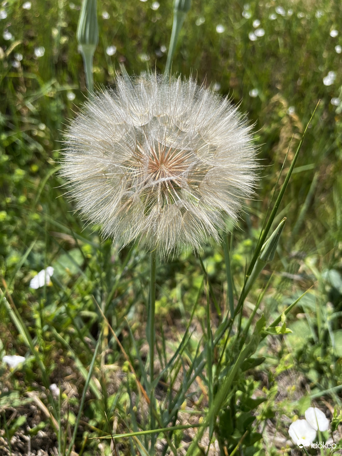 Bakszakáll