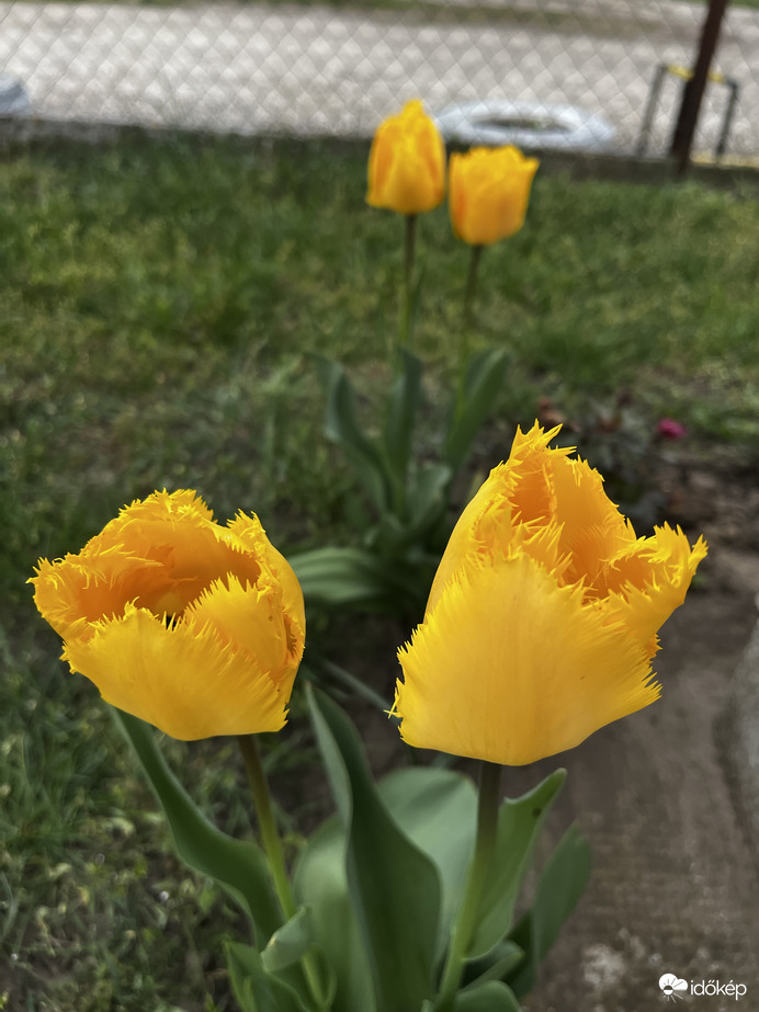 Rojtos szélű tulipánok