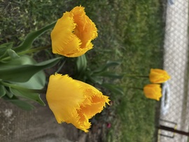 Rojtos szélű tulipánok