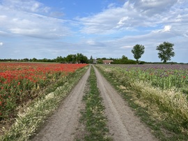 barlabasheni fotója