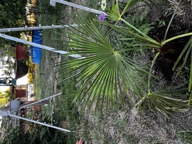 barlabasheni fotója