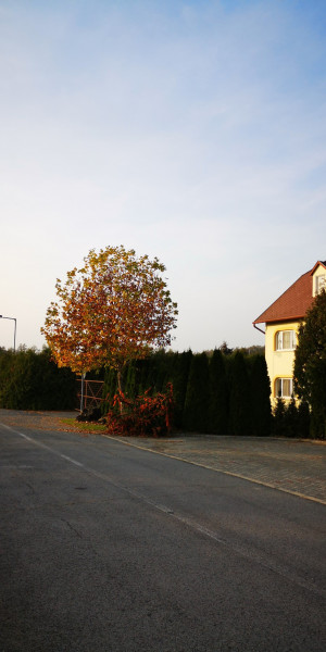 Bögöte