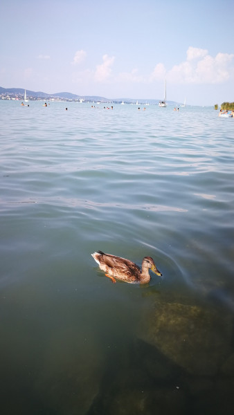 Tihany