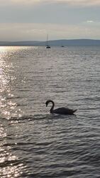 Balatonföldvár