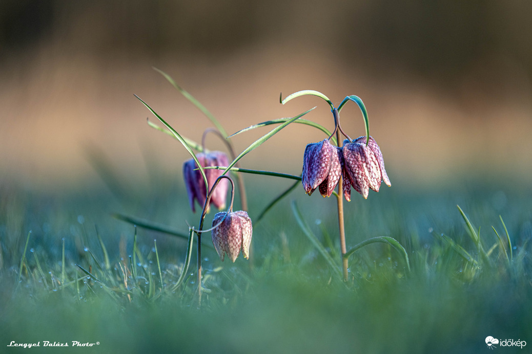 Iker Mocsári kockásliliom