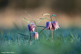 Iker Mocsári kockásliliom