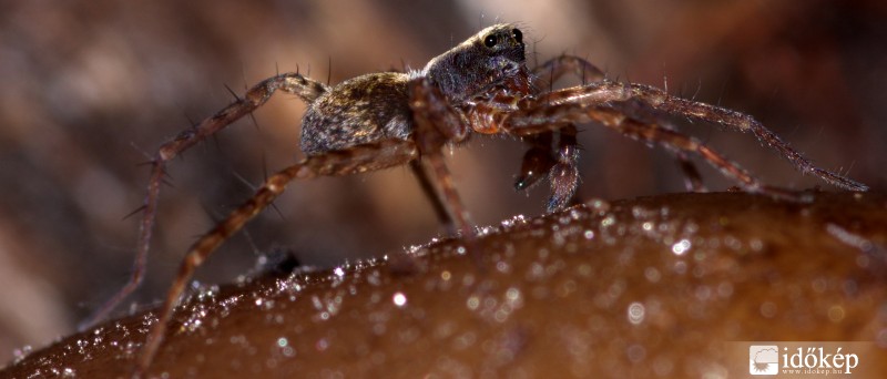 Ez az én területem