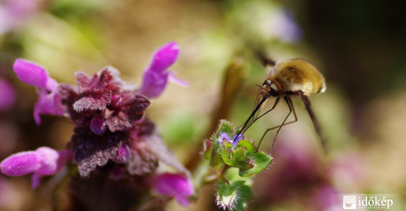 Furi lények tárháza