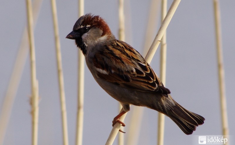 A hajam még mindig tart :)