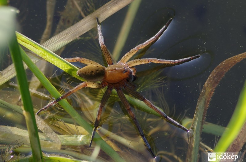Nem pici vízparton elő pók
