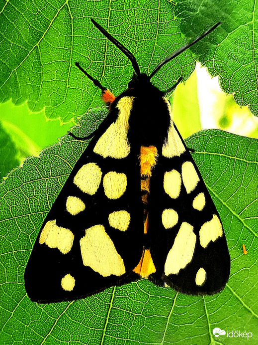 Fekete medvelepke