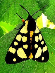 Fekete medvelepke