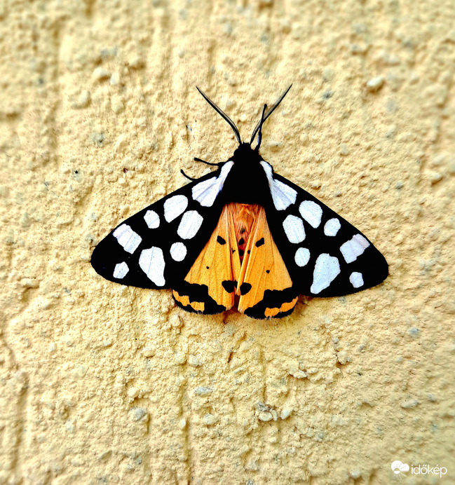 Fekete medvelepke
