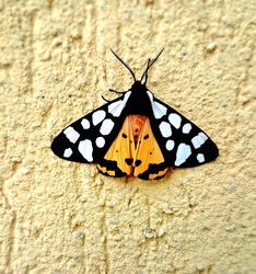 Fekete medvelepke