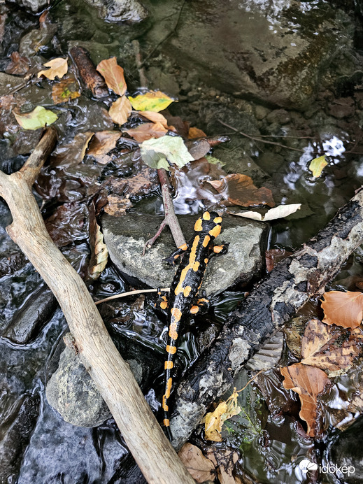Foltos szalamandra