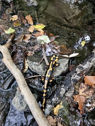 Foltos szalamandra