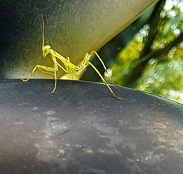 Bébi ájtatos manó