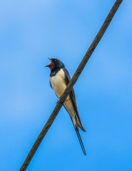 Füsti fecske. Megérkeztem!