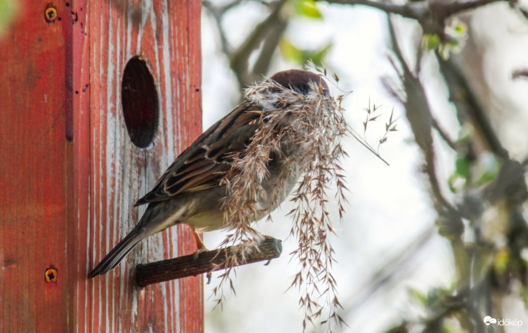 Indul a fészek rakó program!