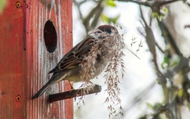 Indul a fészek rakó program!