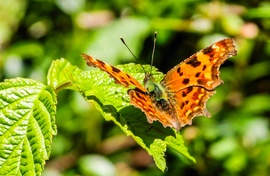 C-betüs lepke 