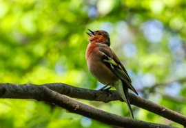 Pintyőke reggeli éneke 