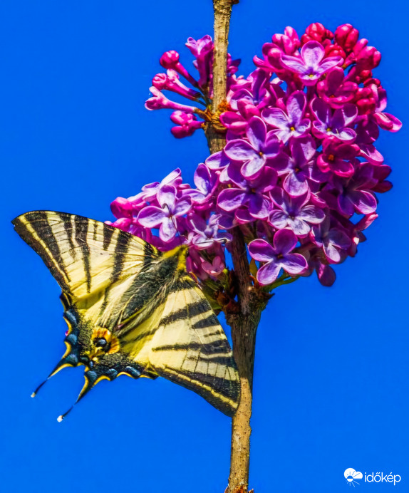 Orgonál a Kardoslepke 