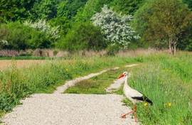 Portyázok 