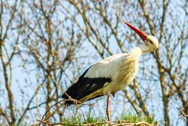 Nem jön még a társam? Már nagyon várom.