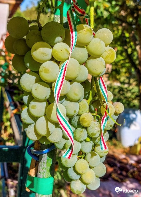 Kormin Magyar szőlő