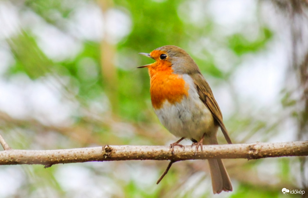 A kis nagyszájú! Vörösbegy 