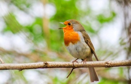 A kis nagyszájú! Vörösbegy 