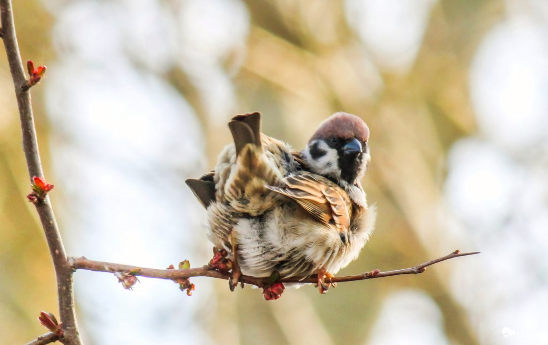 Ma van a Nemzetközi Verébnap 
