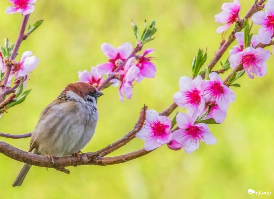 Szeretem a virágokat 