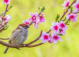 Szeretem a virágokat 