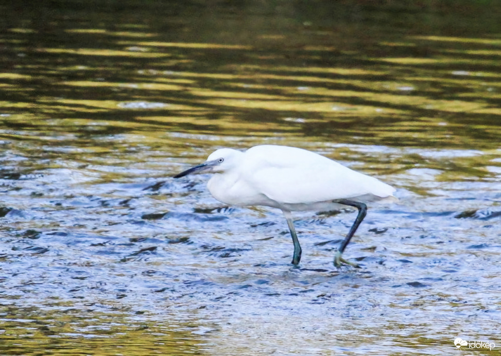 Nagy kócsag a Rábán 