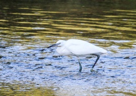 Nagy kócsag a Rábán 