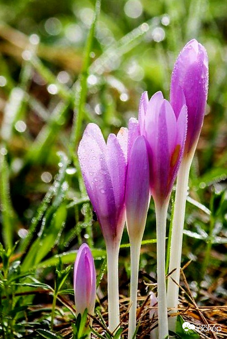 Harmatos Őszi kikerics 