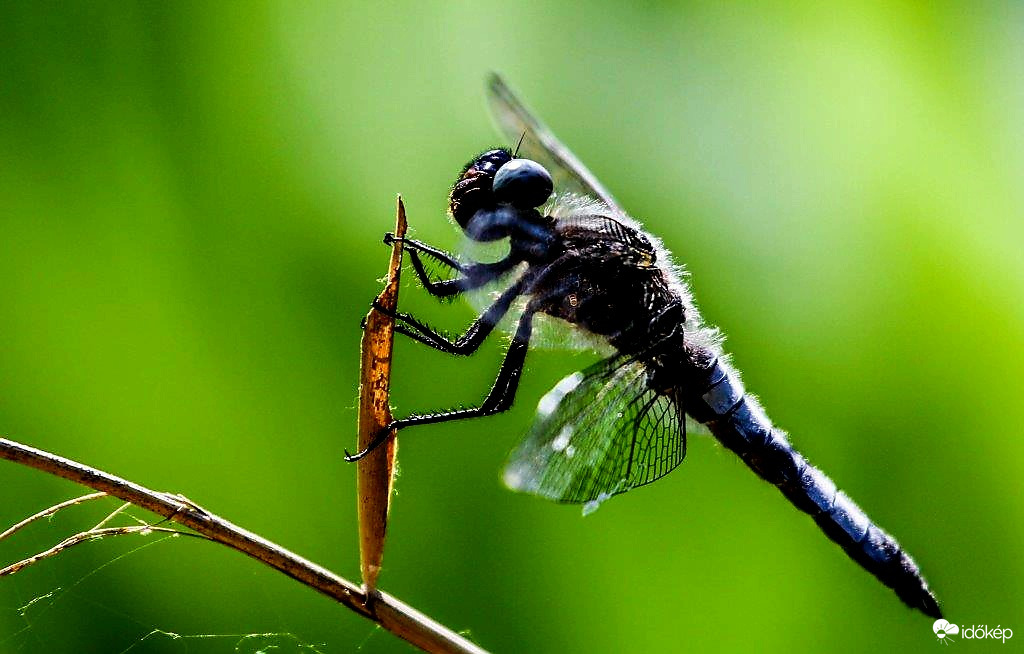 Kapaszkodom, mert elvisz a szél. 