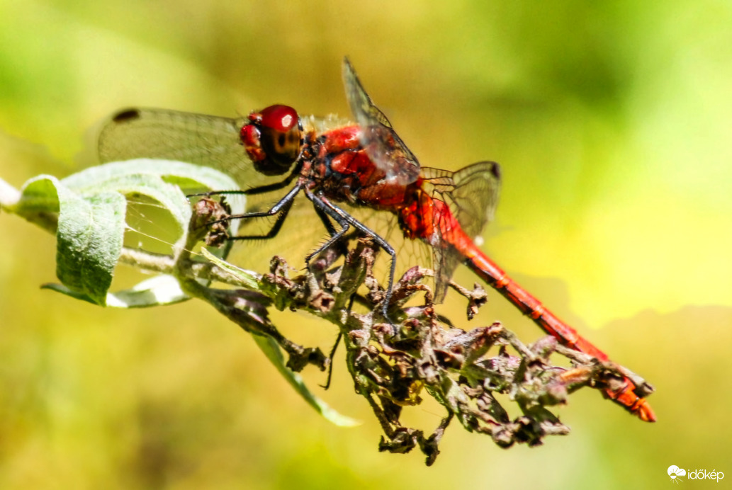 Alföldi szitakötő 