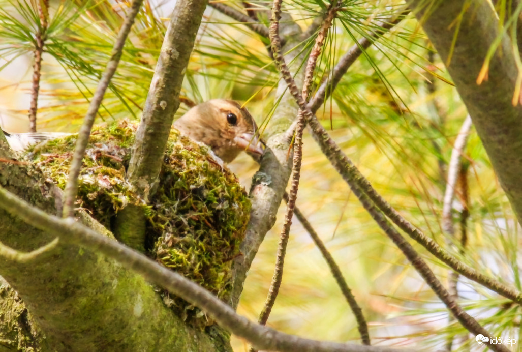 Kenderike üli a fészkét. 